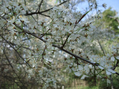 Every Herb Has a Story: Treat Coronary Heart Disease with Hawthorn